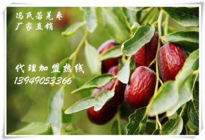 TǼҗȫļM