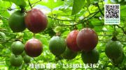 ϾУϾl(f)rNVԽϰa(chn)