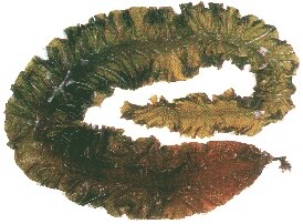 ȡsws