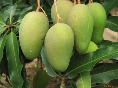 (yng)â _(ti)r(nng)â ʵ۸ ךN âN â(sh)