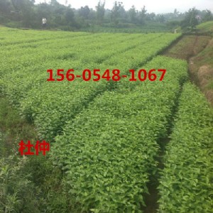 (yng)3ֶكr(ji)456ֶ٘
