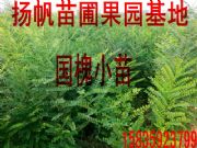 (yng)СһС磬Сr