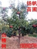 5ɽ高䣬8ɽ高10-15ɽ高