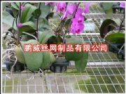 (yng)紲W(wng)紲W(wng)Ƭ\紲W(wng)紲\W(wng)S(D)