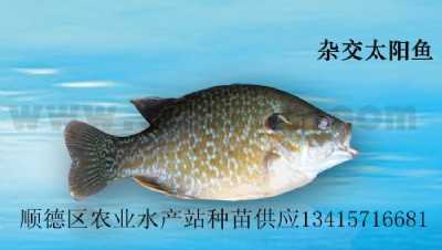 s̫(yng)~߅̫(yng)~硢̫(yng)~