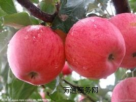 OSҬF(xin)؛