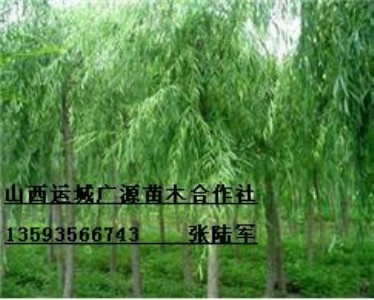78ִzĺ