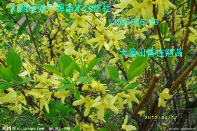 BNˎBN