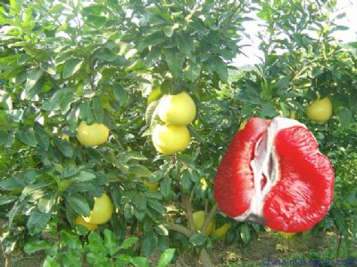 ļtrļtc(din)