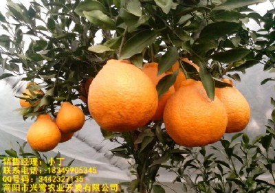 ɽҊNֲgɽҊg