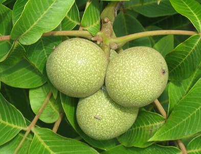a(chn)繩(yng)