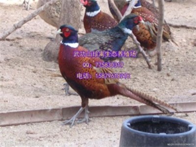 FƿhÓҰuB(yng)ֳ(chng) ̓r(ji)ÓҰuI(mi)ٍ!
