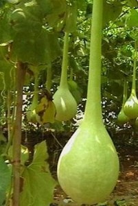 ^pJN   LJԲʺJ