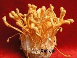 (yng)(yu)|(zh)xxa(chn)Sңx؃r(ji)