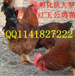 tur(ji) tuDƬ tuƷN