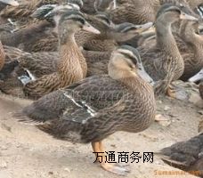 ҰB(yng)ֳҰחll(f)