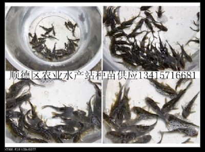 供應(yīng)黃顙魚成品