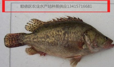 ~Z~~磬~~