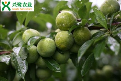 綨ֲrںͷ