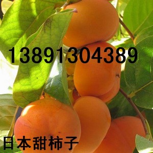 陜西柿子價(jià)格陜西金錢柿子批發(fā)陜西尖頂柿子產(chǎn)地日本甜柿子代辦