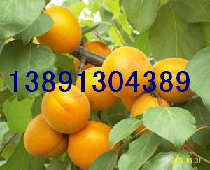 ӻؽ̫(yng)Ӯa(chn)؄PӃr(ji)
